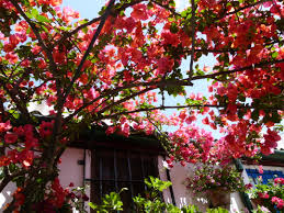 patios de cordoba 5